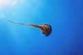 Red jellyfishÃÂ dancingÃÂ in the blue ocean water,ÃÂ compass jellyfish Royalty Free Stock Photo